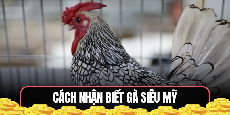 Những dấu hiệu nhận biết gà siêu Mỹ chuẩn xác