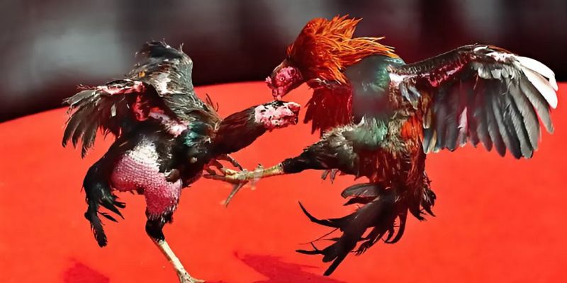 Đá gà Mỹ cựa dao được hứa hẹn nhất năm