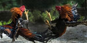 Đá gà Mỹ Cựa Dao