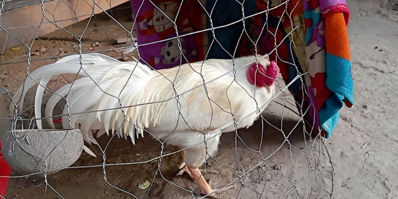 Đá gà Mỹ cựa dao quy định luật lệ rõ ràng