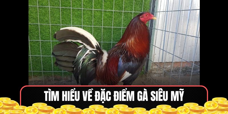 Tìm hiểu về đặc điểm gà Mỹ