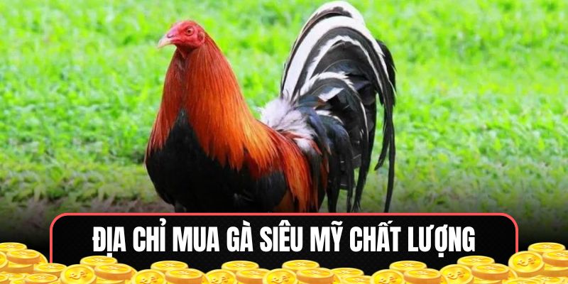 Chọn mua gà chọi Mỹ thông minh ở nơi bán uy tín