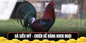 Gà siêu mỹ