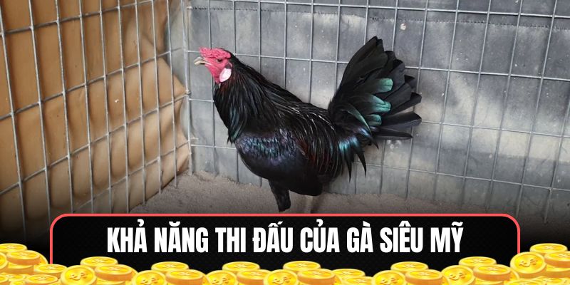 Khả năng thi đấu của gà siêu Mỹ rất ấn tượng